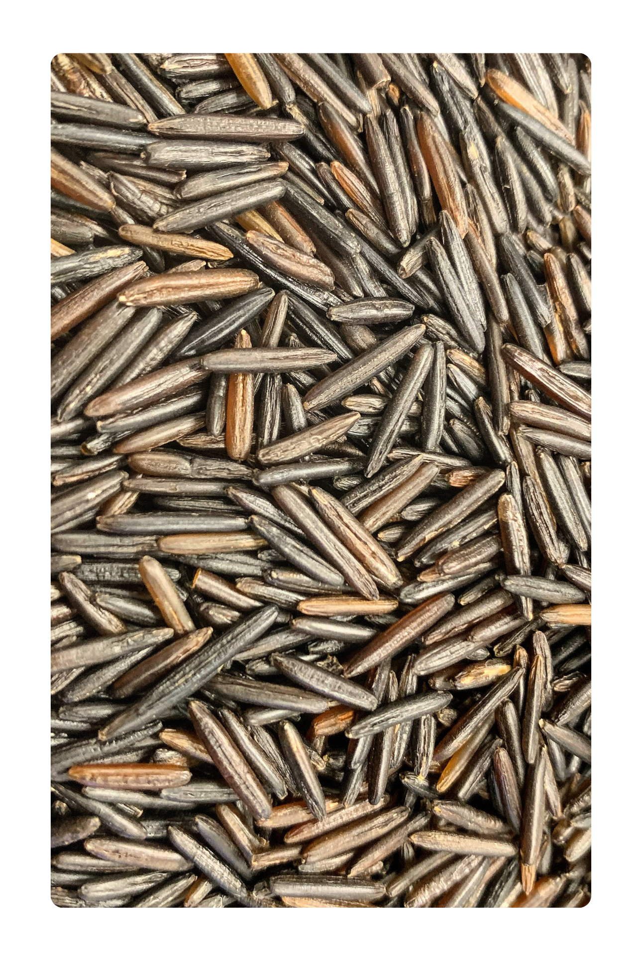 Wild Rice