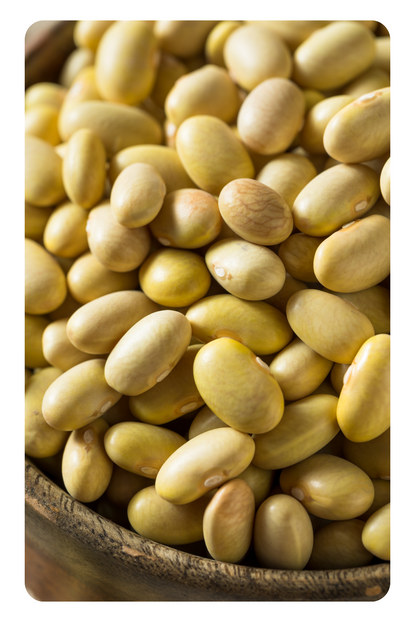 Mayo Coba Beans (Canary Beans)
