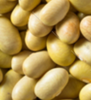 Mayo Coba Beans (Canary Beans) - 2 lb. Bag